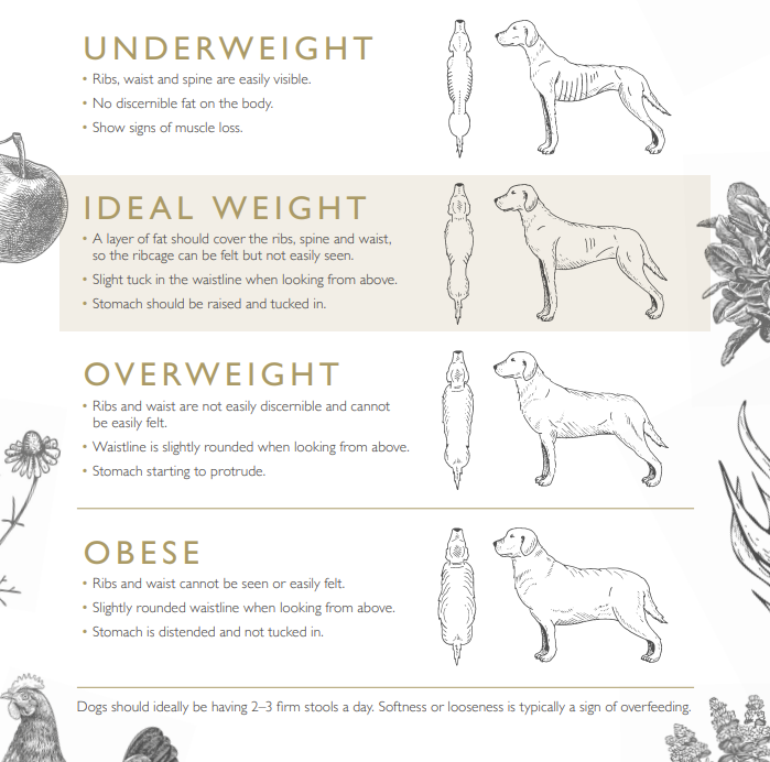Dog Weight Management Guide