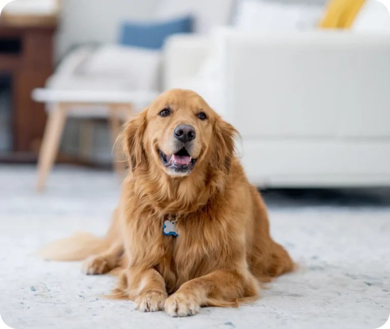 Golden retriever dog lying on carpet indoors.